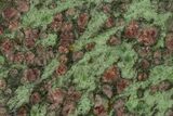 Pyrope, Forsterite, Diopside & Omphacite Slice - Norway #131444-1